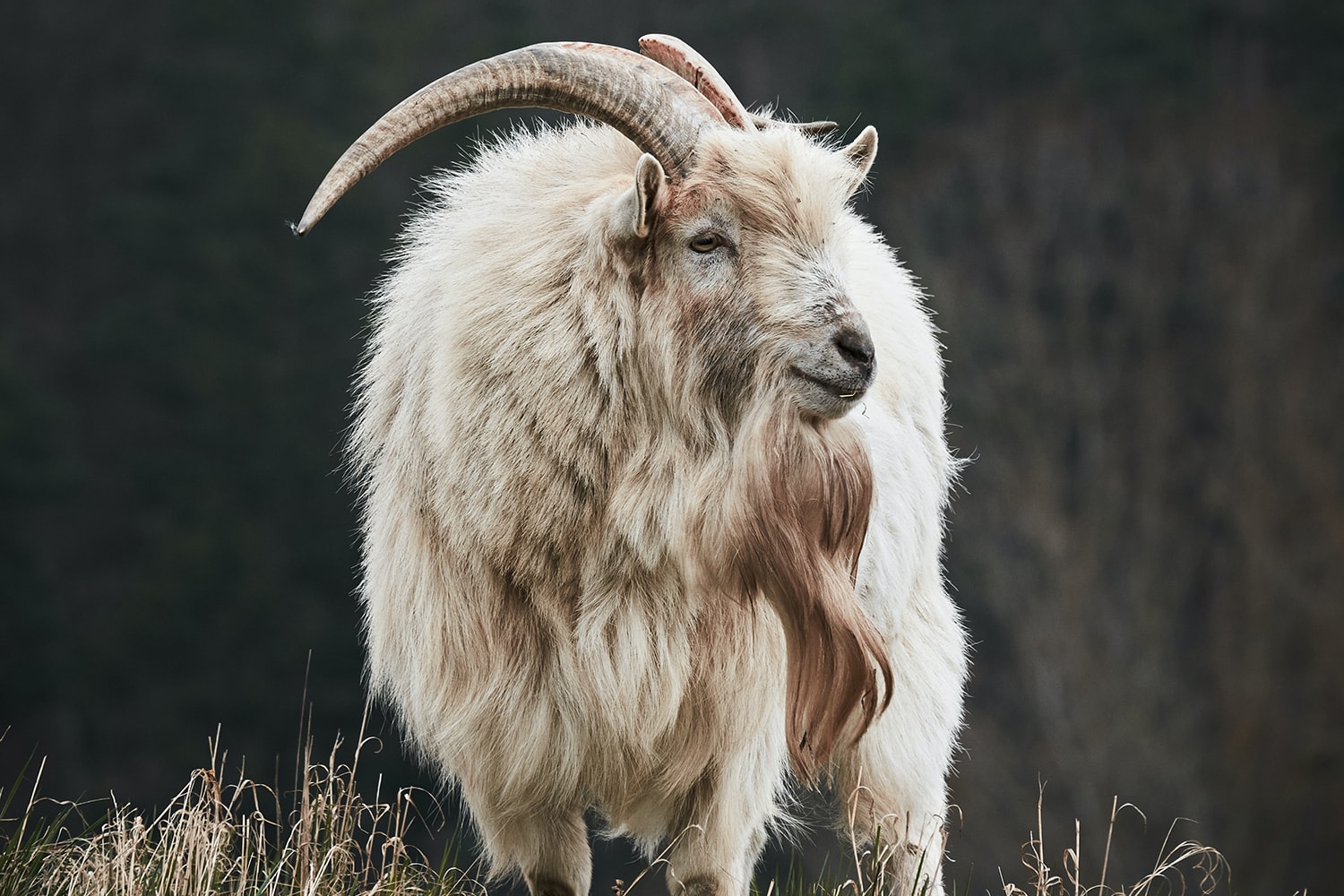 pizza goat